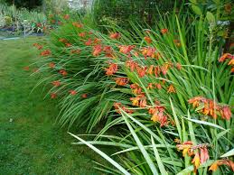 Image result for Crocosmia