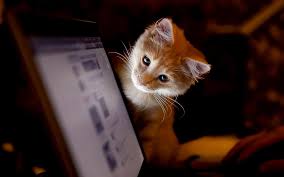 Uzmanlar Acikladi Kedilerin Laptop Uzerine Yatmasinin Iki Sebebi Var Yesilist Herkes Icin Yesil