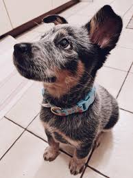 The puppies should be taken outdoors in your own clean yard to get used to the feel of grass, both wet and dry. Violet The 9 Week Old Cattle Dog Rarepuppers