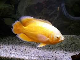 Karakteristik dari ikan ini adalah sangat agresif serta asalnya adalah dari sungai amazon di brazil. Infomina Mengenal Varian Ikan Oscar Ikan Ganas Yang Cantik Untuk Akuarium Anda