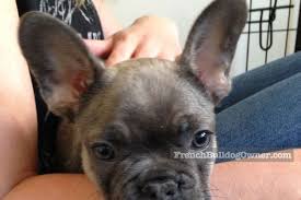 Beagles love to vocalize, and beagle is actually french for 'loudmouth.' ironically, the most famous cartoon beagle, snoopy, never spoke on screen. When Do French Bulldogs Ears Stand Up Info On Taping