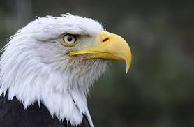 An Impeccable Explanation Of The 8 Symbols Of A Scorpio Scorpio Symbols Bald Eagle