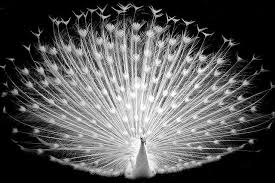 White Peacock By Timothy Riley Via Flickr Goruntuler Ile Beyaz Tavus Kusu Resimler Kus