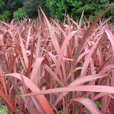 Coprosmas can be trimmed to maintain shape through the year. Phormium Tenax Evening Glow Pb5 30 40