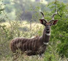 Check spelling or type a new query. Wild Nature Institute Blog Wild Nature Institute