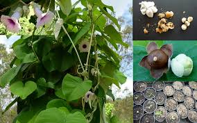 Image result for Argyreia nervosa