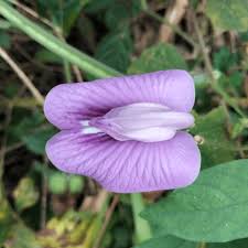 Image result for Centrosema pubescens