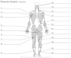 Learn about body movements topic of biology in details explained by subject experts on vedantu.com. Unlabeled Muscular System Diagram Human Body Anatomy Organs Human Body Anatomy Digestive System Hum Muscle Diagram Human Body Anatomy Muscular System Anatomy