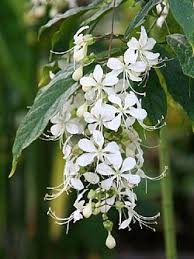 Image result for Clerodendrum abilioi