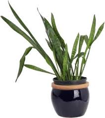 Misschien ken je de schoonmoederplant als een slangenplant, met de toepasselijke bijnaam vanwege zijn lange. Common Snake Plant Problems Snake Plant Problems Snake Plant Care Grape Plant