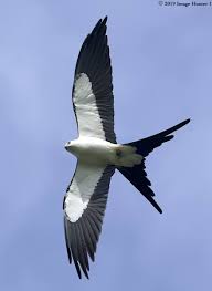 Birds Of Prey Central Florida Swallow Tailed Kite Lake Martin Louisiana 03 11 19 Birds Of Prey Beautiful Birds Birds