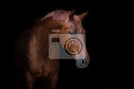 Schone Rote Pferd Portrat Auf Schwarzem Hintergrund Fototapete Fototapeten Schnelles Pferd Schone Andalusischen Myloview De Optimiere deine bilder in der nachbearbeitung, um alltägliche fotomotive aufzuwerten.