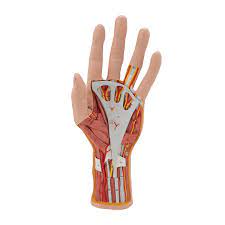 Maybe you would like to learn more about one of these? Hand Model W Muscles Tendons 3 Part 3b Scientific 1000349 M18