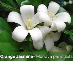 Interestingly even fruits have different genders in marathi. Health Benefits Of Orange Jasmine