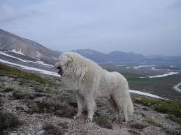 Nome originale cane da pastore bergamasco origine italia: Pastore Maremmano Abruzzese Carattere Salute Allevamenti E Prezzo Razzedicani Net