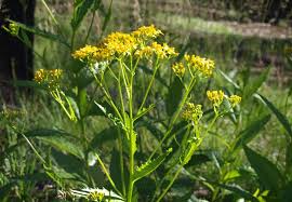 Image result for Senecio latifolius