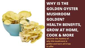 Dec 18, 2017 · 1 cup of golden oyster mushrooms. Golden Oyster Mushrooms All You Need To Know Youtube