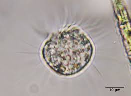 Image result for Hartliella