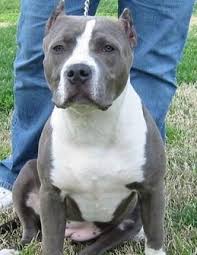 Pin By Tristan J Roach On Cute Creatures Pitbull Puppies For Sale Pitbull Puppies Bad Dog Owners