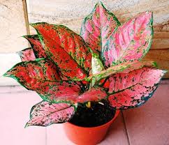 Aglaonema siam aurora has red patterned foliage and today i'm sharing all about how to care for this vibrant houseplant. 22 Stunning Aglaonema Varieties Chinese Evergreen Types