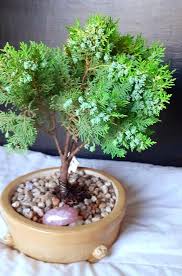 Image result for Platycladus