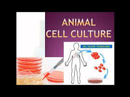 Enhance cell attachment & growth with thermo scientific nunc cell culture plastics. Animal Cell Culture Ppt Ug Notes Biology Ppt Notes Ug Pg Notes 11th2th Notes Youtube