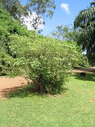 Image result for Tabernaemontana odoratissima