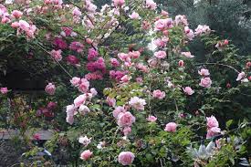 Image result for Albertisia exelliana