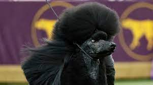Westminster dog show schedule 2020: Westminster Dog Show Siba The Standard Poodle Wins Best In Show Sports Illustrated