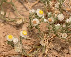 Image result for Helichrysum argyrosphaerum
