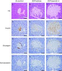 A group of fibers traveling together to a destination is a tract. Automated Recognition And Quantification Of Pancreatic Islets In Zucker Diabetic Fatty Rats Treated With Exendin 4 In Journal Of Endocrinology Volume 216 Issue 1 2013