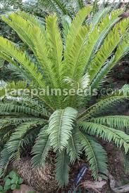 Image result for Encephalartos