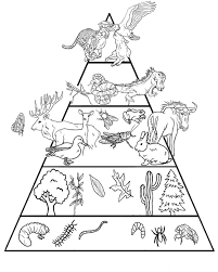 Taplalkozasi Lanc Piramis Food Chain Science Biology Science Worksheets