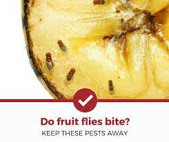 Do Fruit Flies Bite The Dangers Of Fruit Flies Pest Strategies
