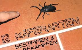 Einen davon habe ich jetzt in einer filmdose gefangen und würde ihn. Kafer Im Haus Bestimmen 12 Kaferarten Gartenlexikon De
