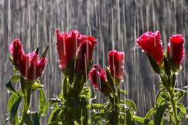 April showers bring may flowers song. Do April Showers Really Bring May Flowers Avas Flowers