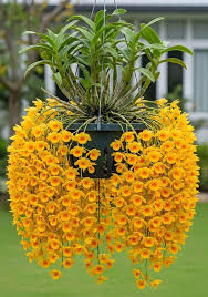 Image result for Rhipidoglossum densiflorum