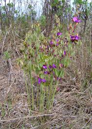 Image result for Dolichos kilimandscharicus