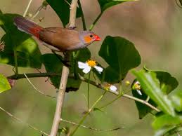Small grey bird with red head. Iitf Home