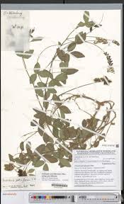 Image result for Eriosema parviflorum