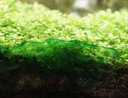 Blue Green Algae At Front Of Aquarium On Glass Blue Green Algae Blue Green Green Algae