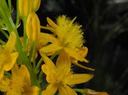 Image result for Jodrellia