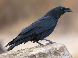 To feed greedily · 2 : Chihuahuan Raven Ebird