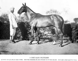 HORSES - PIG-STICKING