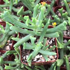 Image result for Rhabdophyllum