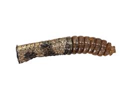 Amazon.com: Real Rattlesnake Rattle and Tail (AZ-598-P505) : Toys & Games