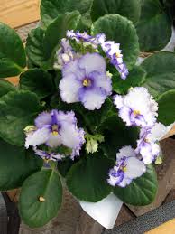 My african violets leaves start to curl under on the edge and steadily get more limp, lose all firmness, get soft and mushy, die and dry up.i cannot find any bugs or anything that looks like a mold. Gone Gardenin African Violet Cheap And Easy Pick Me Up Plant For Winter Brandon Sun
