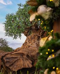 Image result for Dewildemania