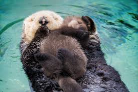 Montereybayaquarium On Twitter How Sea Otters Help Save The Planet Https T Co Ekvhfew4jr Guardian Https T Co Botbolpdj Sea Otter Baby Sea Otters Otters