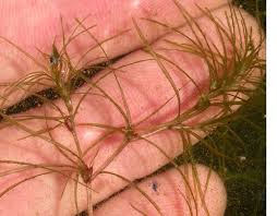 Image result for Najas graminea